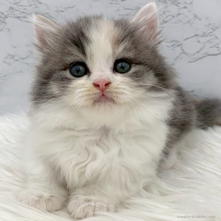 ブリーダー画像