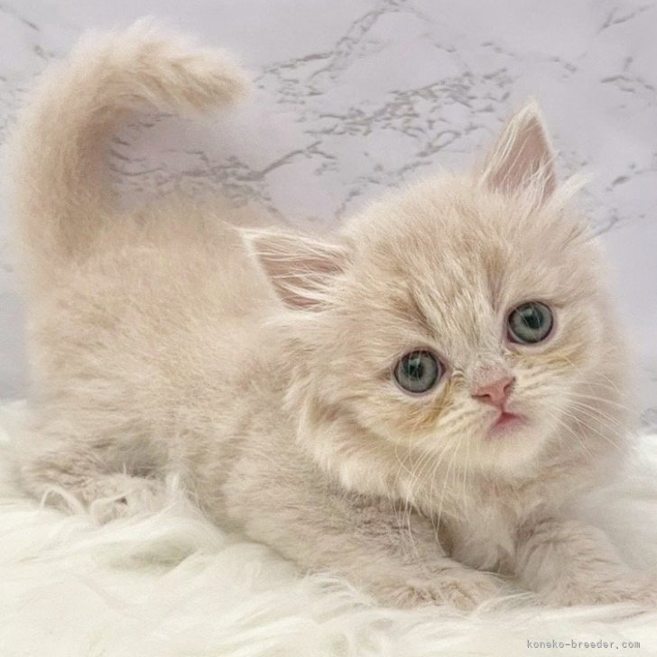 ブリーダー画像