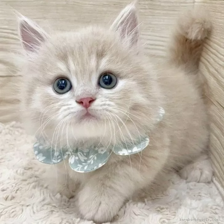 ID：2507-03027の子猫