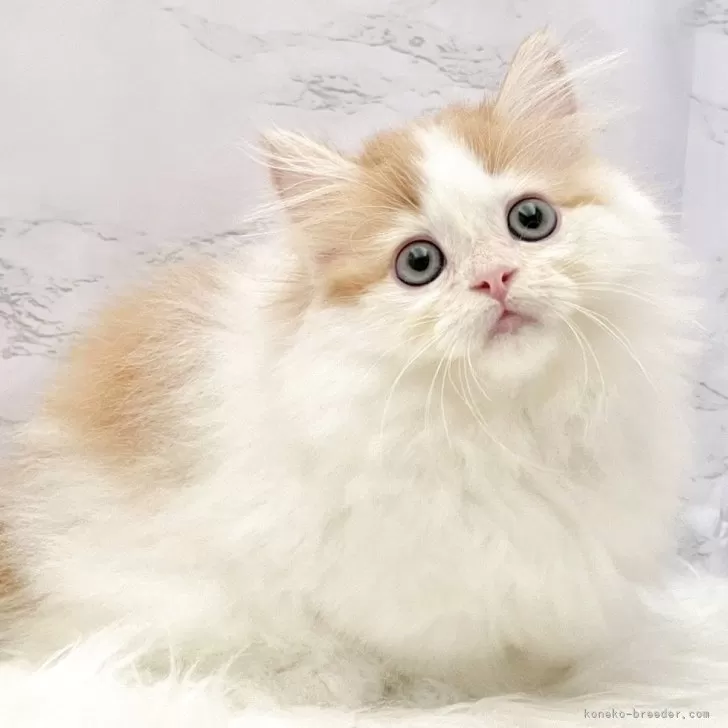 ID：2510-01633の子猫