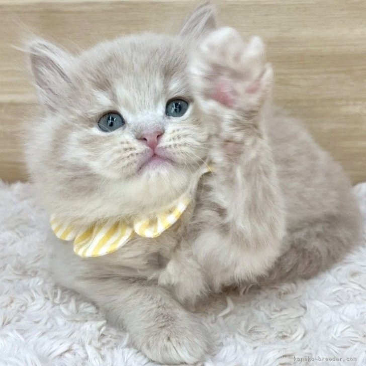 ブリーダー画像