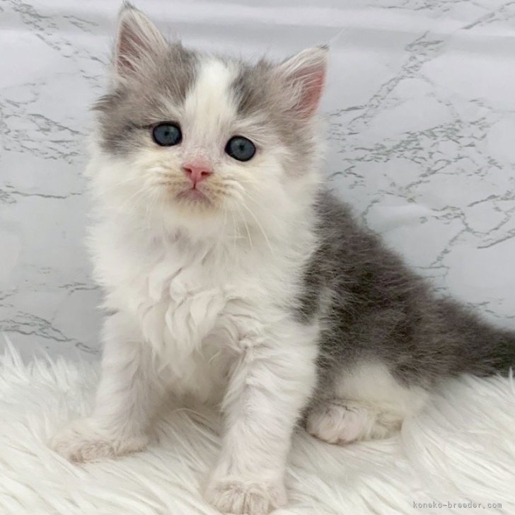 ブリーダー画像