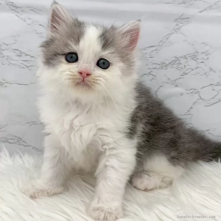 ミヌエット(長足)【愛知県・男の子・2025年11月1日・ブルータビー&amp;ホワイト】の写真1