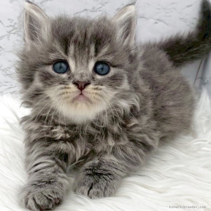 ブリーダー画像