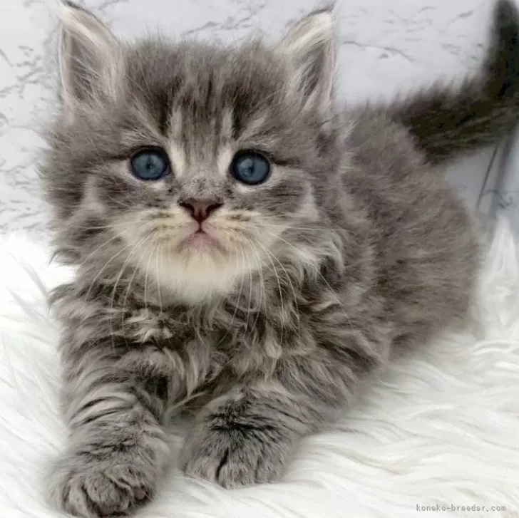 ミヌエット(短足)【愛知県・男の子・2025年11月1日・ブルータビー】の写真1