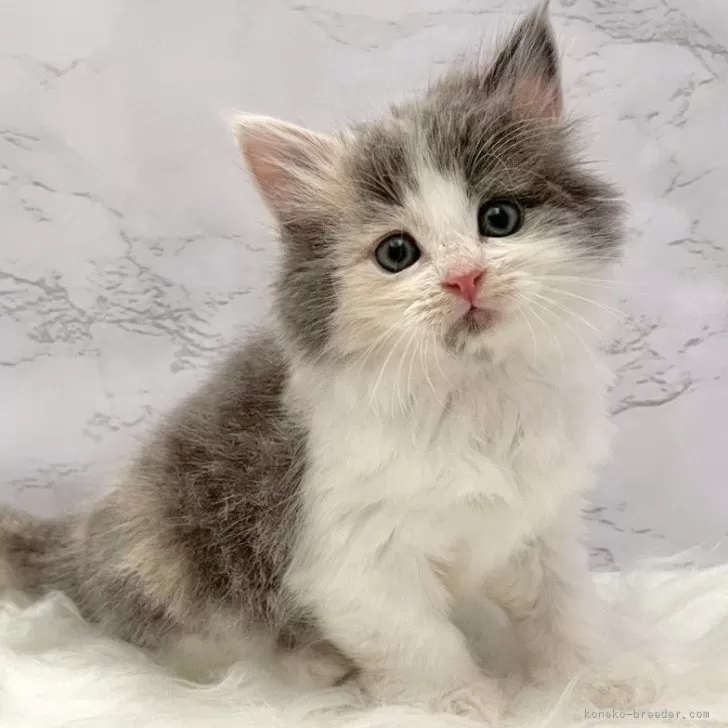 ID：2510-01548の子猫