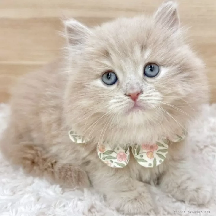 ID:2508-01678の子猫