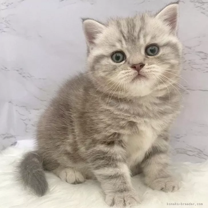 マンチカン(長足)【愛知県・女の子・2025年9月24日・ブルーパッチドタビー】の写真1