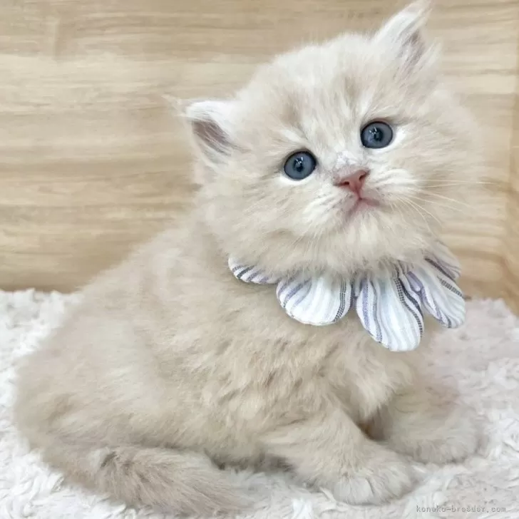 ID：2508-02037の子猫
