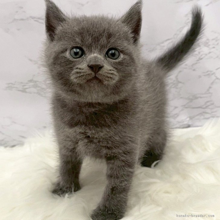 ブリーダー画像