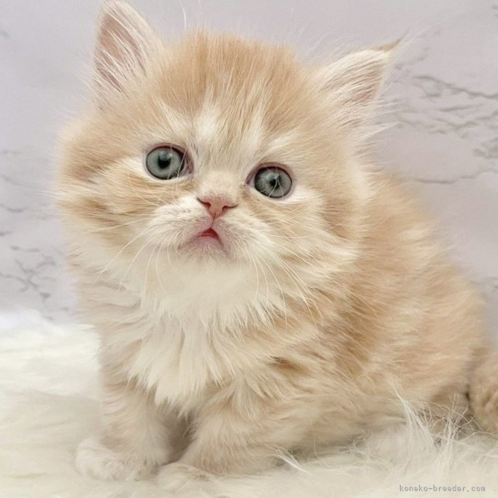 ブリーダー画像