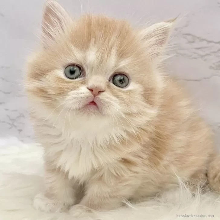 エキゾチックロングヘア【愛知県・女の子・2025年9月24日・レッドタビー&amp;ホワイト】の写真1