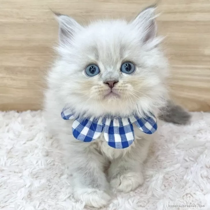 ID:2507-01048の子猫