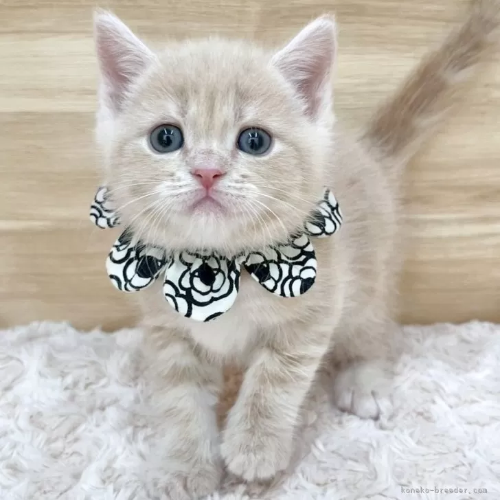 ID：2507-01052の子猫