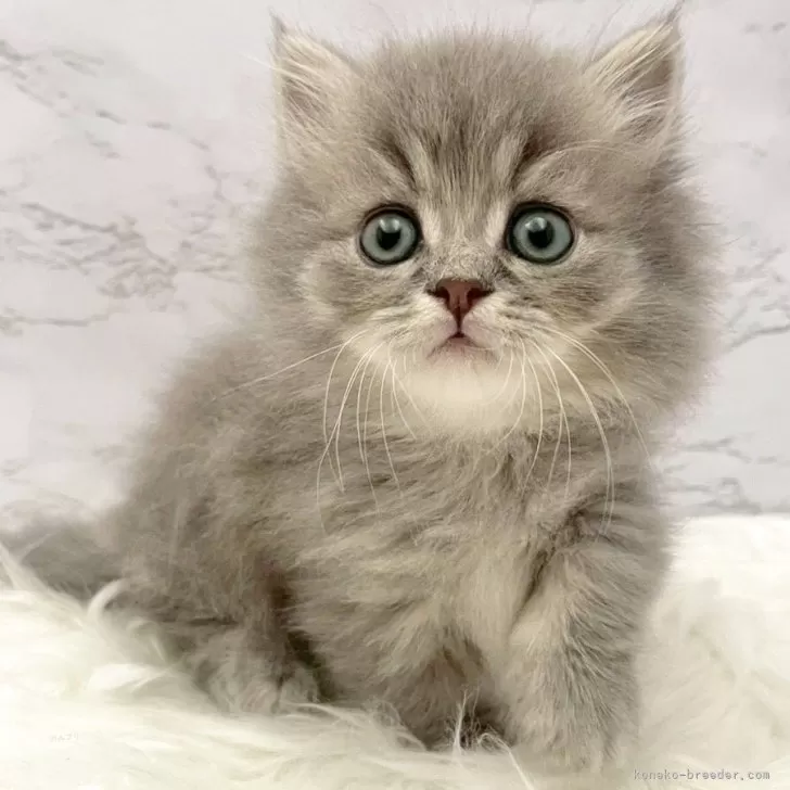 ミヌエット(短足)【愛知県・男の子・2025年10月3日・ブルータビー】の写真1