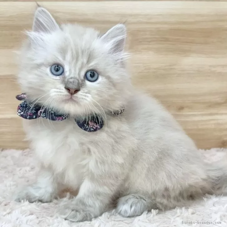 Y.Y 様のお迎えした子猫