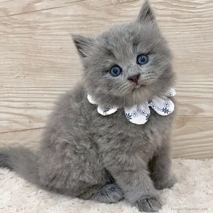 海外作家様　アートドール　サイベリアン 海外作家様 アートドール サイベリアン 海外作家様 アートドール