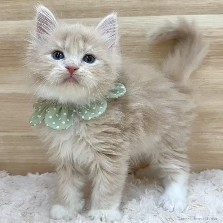 ID:2503-00116の子猫