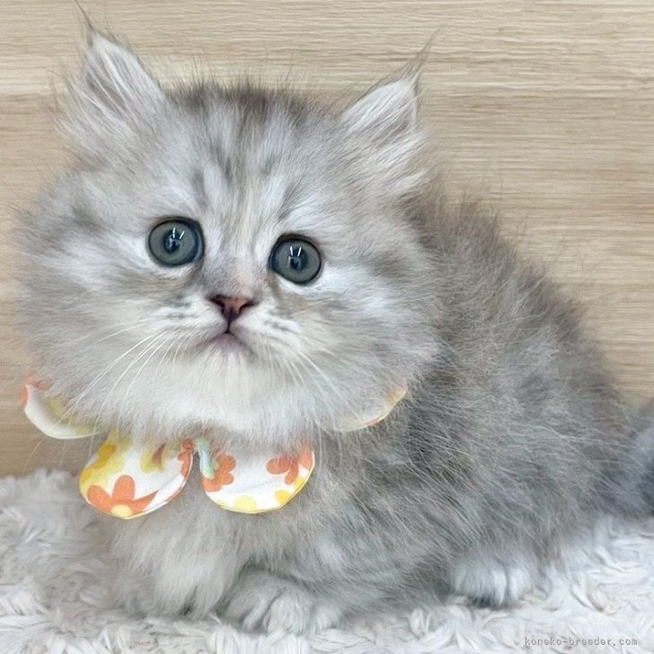 ブリーダー画像