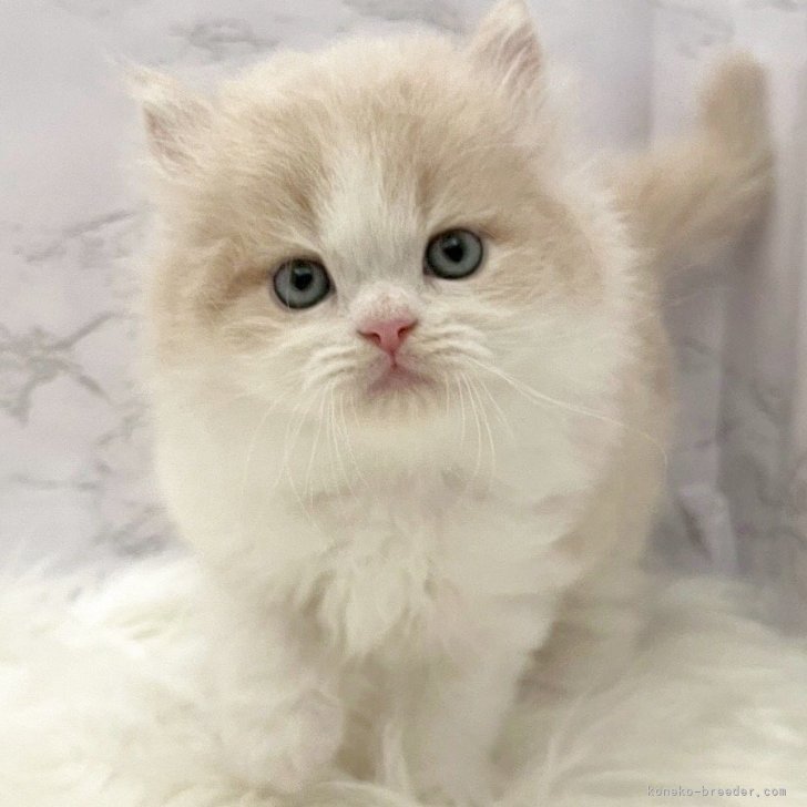 ブリーダー画像