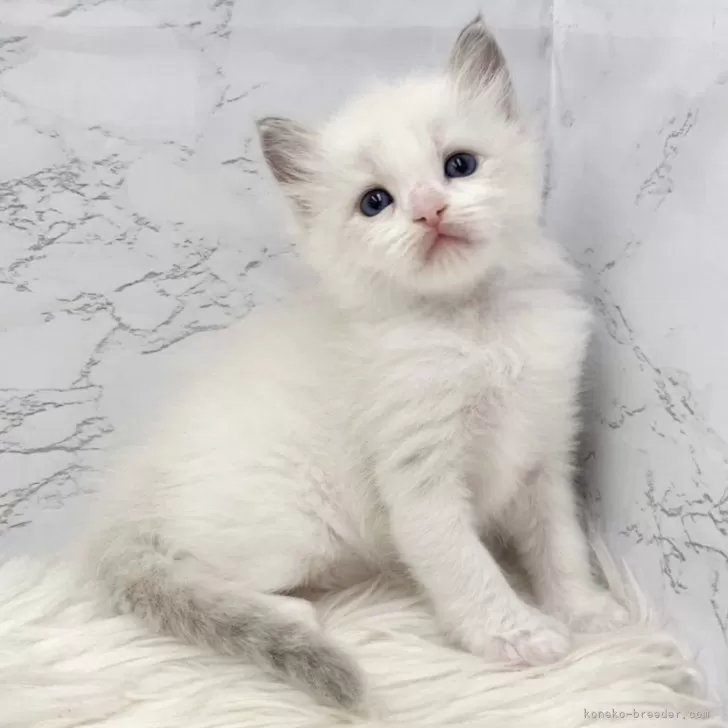 ID：2504-03344の子猫