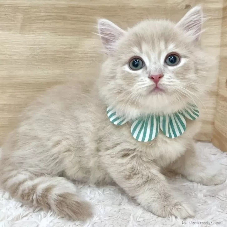 R.K 様のお迎えした子猫