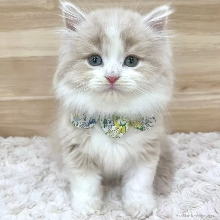 ID:2501-01062の子猫