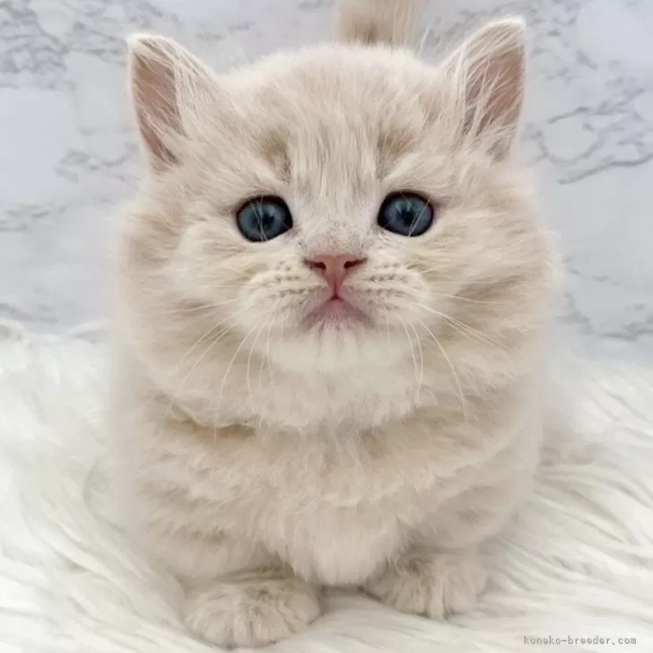 ミヌエット(短足)【愛知県・男の子・2025年10月13日・クリームタビー】の写真1