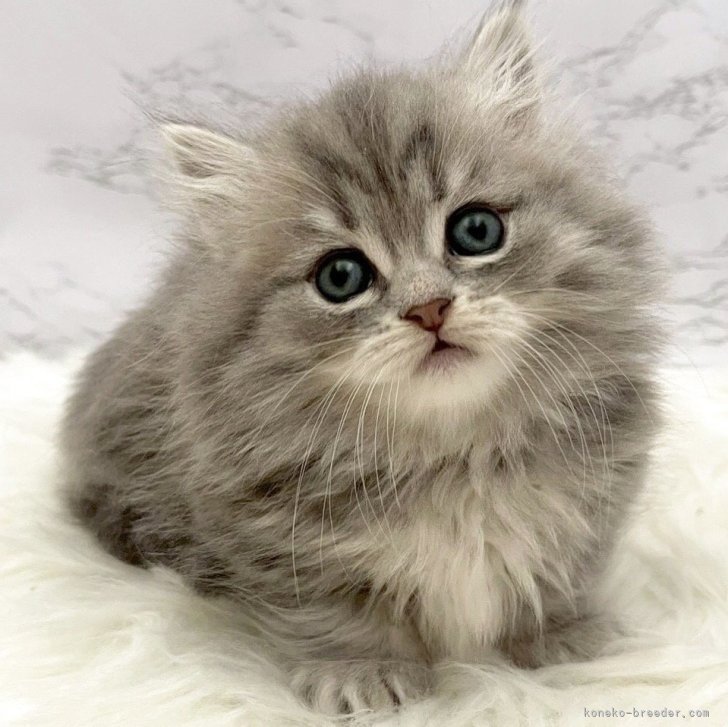 ブリーダー画像