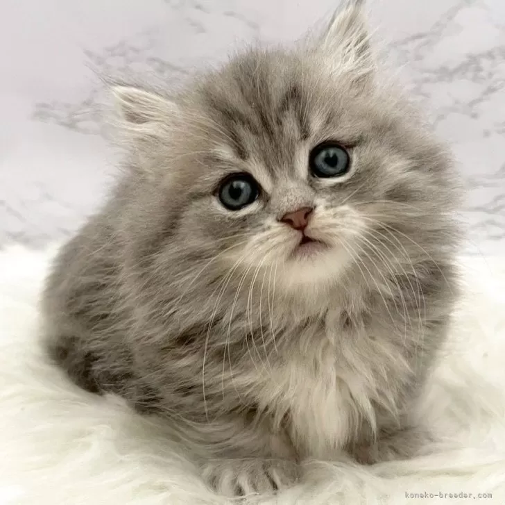 ミヌエット(短足)【愛知県・女の子・2025年10月26日・ブルータビー】の写真1