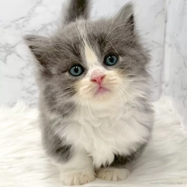 ID:2508-01748の子猫