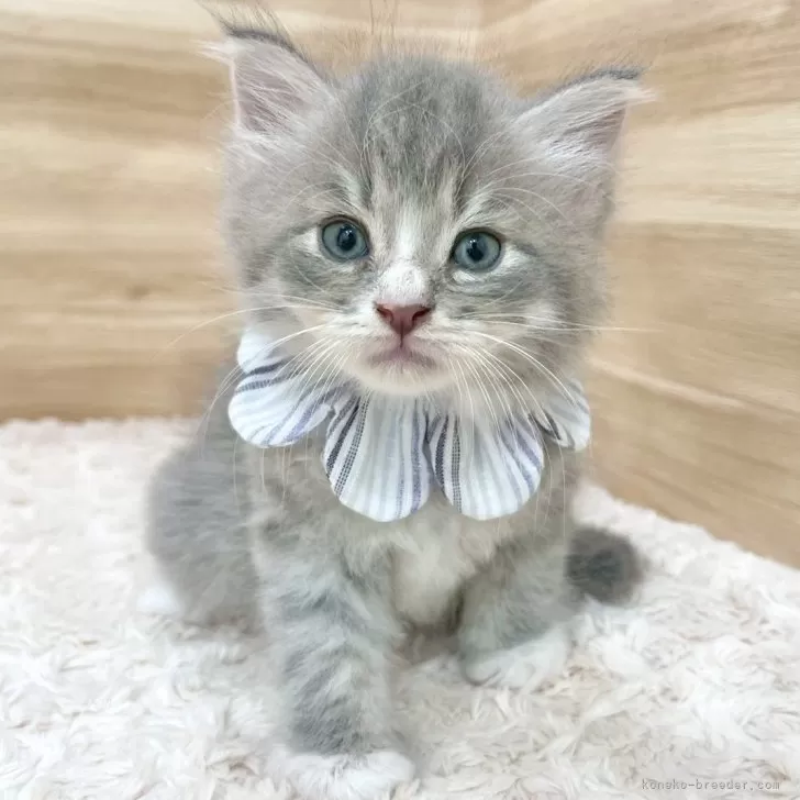 こじまる 様のお迎えした子猫