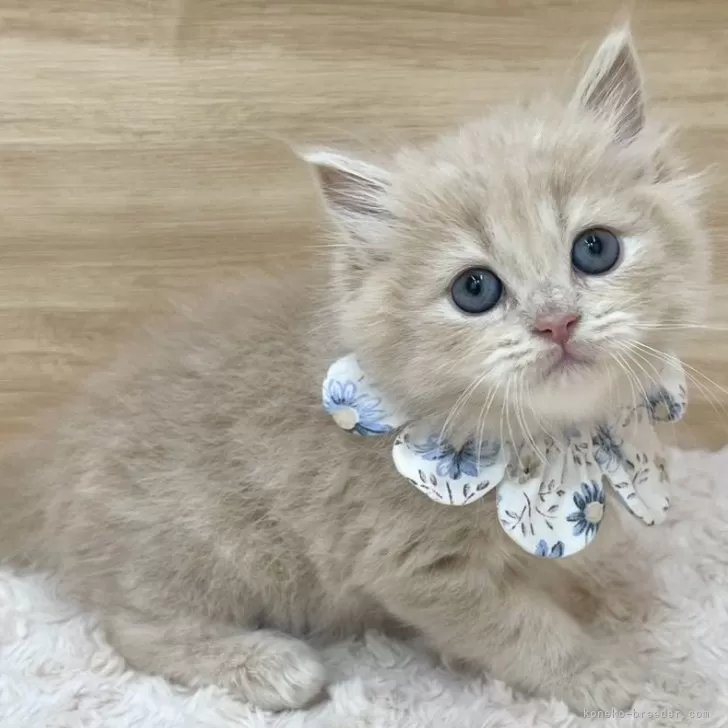 ID：2503-01182の子猫