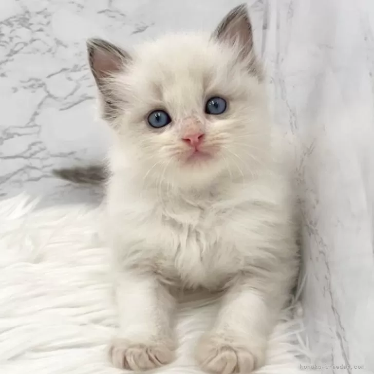 ID：2508-00558の子猫
