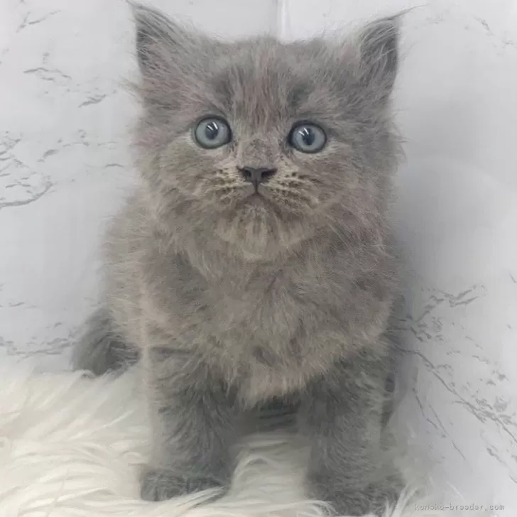 ID：2508-02996の子猫