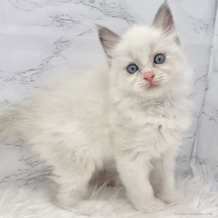 ID：2508-02100の子猫