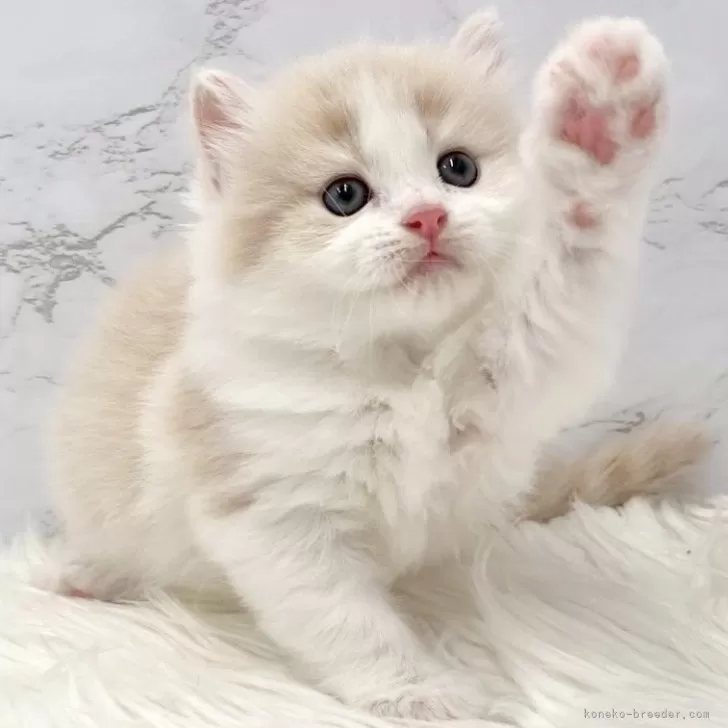 ID:2506-02413の子猫