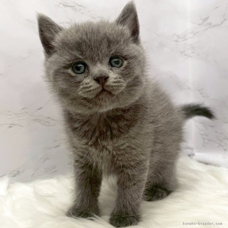 ブリーダー画像