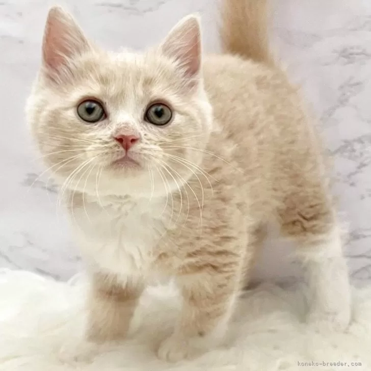 ID：2511-01504の子猫