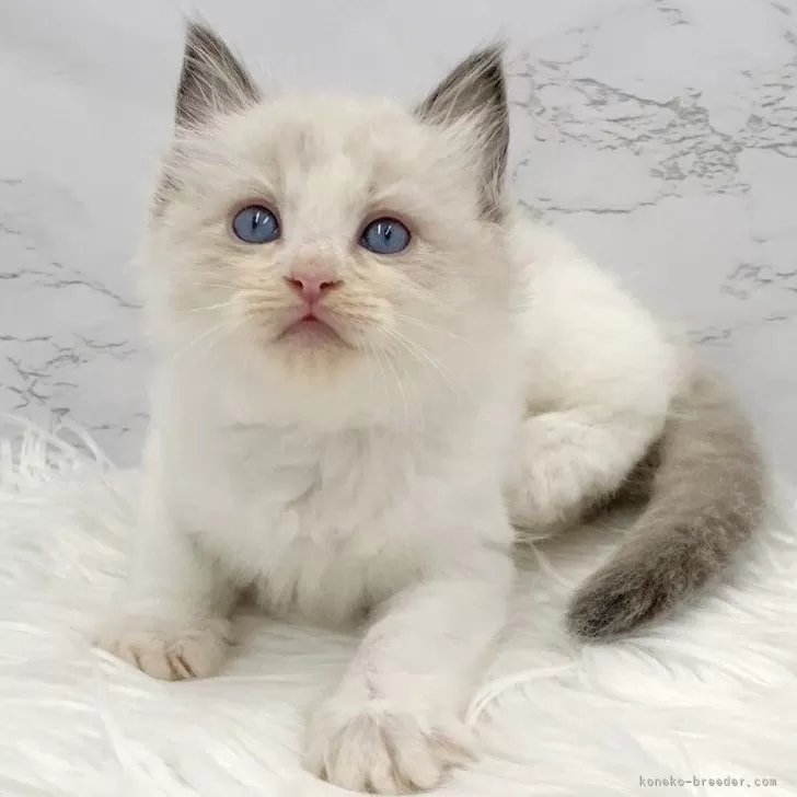 ID：2506-00026の子猫