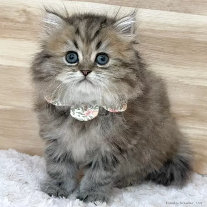 ID:2502-01772の子猫