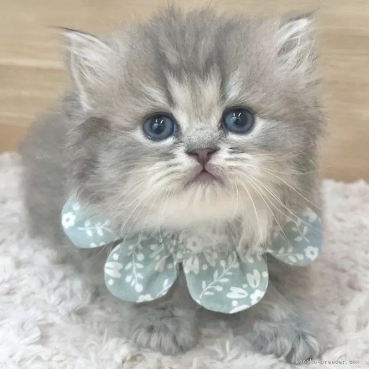 ID:2508-03166の子猫