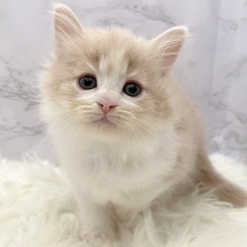 ミヌエット(長足)【愛知県・男の子・2025年11月19日・クリームタビー&ホワイト（ロングヘア）】の写真「1月15日~お迎え可能🍀管理番号1128」