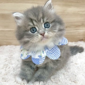 ミヌエット(長足)【愛知県・男の子・2025年5月15日・ブルータビー&ホワイト（ロングヘア）】の写真「7月11日~お迎え可能🍀管理番号495」