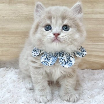 ミヌエット(長足)【愛知県・男の子・2025年6月4日・クリームタビー（ロングヘア）】の写真「7月31日~お迎え可能🍀管理番号566」