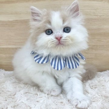 マンチカン(長足)【愛知県・男の子・2025年7月29日・クリームタビー&ホワイト（ロングヘア）】の写真「9月24日~お迎え可能🍀管理番号765」