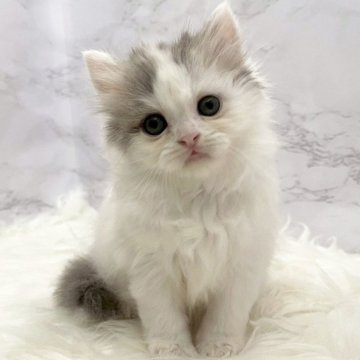 マンチカン(長足)【愛知県・女の子・2025年11月20日・ブルーパッチドタビー&ホワイト（ロングヘア）】の写真「1月16日~お迎え可能🍀管理番号1137」