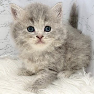 ミヌエット(長足)【愛知県・女の子・2025年10月13日・ブルーパッチドタビー（ロングヘア）】の写真「12月9日~お迎え可能🍀管理番号395°」