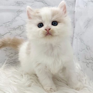 ミヌエット(長足)【愛知県・男の子・2025年11月1日・クリームタビー&ホワイト（ロングヘア）】の写真「12月28日~お迎え可能🍀管理番号433°」