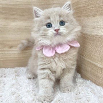 サイベリアン【愛知県・女の子・2025年5月10日・クリームタビー（ロングヘア）】の写真「7月6日~お迎え可能🍀管理番号453」
